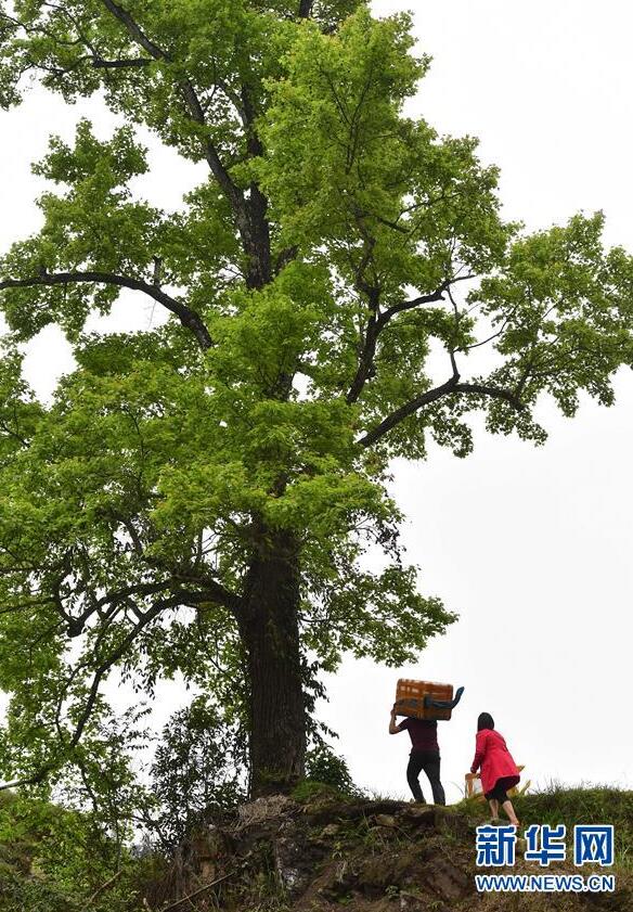 苗山脱贫影像志——春到苗寨 脱贫提速