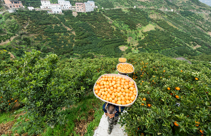 小龙虾、莲藕、脐橙…… “鄂货”等你来盘它！