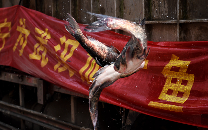 小龙虾、莲藕、脐橙…… “鄂货”等你来盘它！