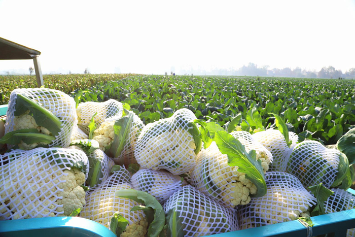 小龙虾、莲藕、脐橙…… “鄂货”等你来盘它！