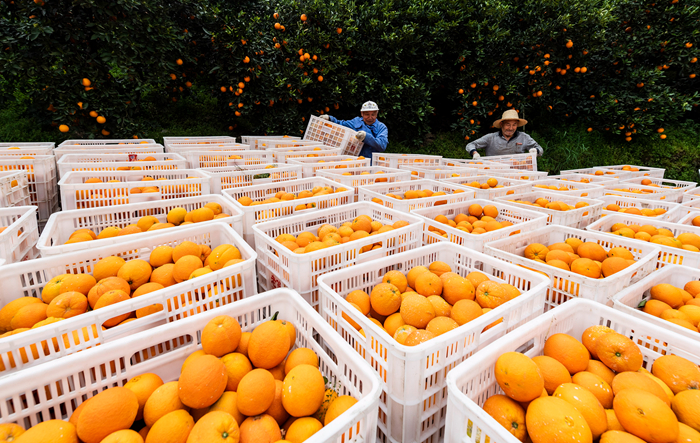 小龙虾、莲藕、脐橙…… “鄂货”等你来盘它！
