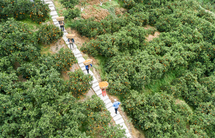小龙虾、莲藕、脐橙…… “鄂货”等你来盘它！