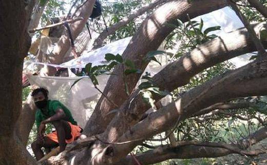 印度村民树上隔离怎么回事?终于真相了,原来是这样！