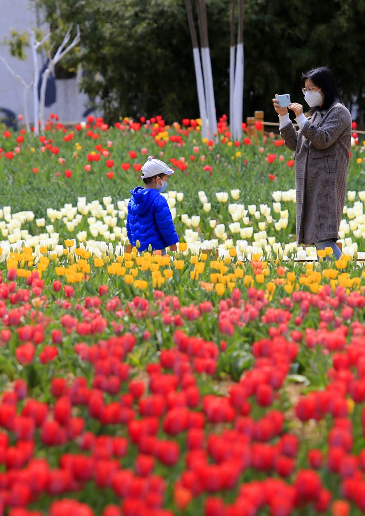 济南:踏青赏花寻春色 芳菲醉美植物园