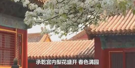 云游！故宫承乾宫梨花盛开 一树梨花一承乾带你感受春色满园