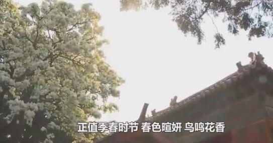 云游！故宫承乾宫梨花盛开 一树梨花一承乾带你感受春色满园