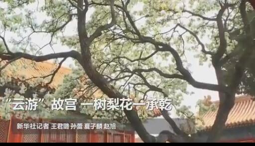 云游！故宫承乾宫梨花盛开 一树梨花一承乾带你感受春色满园