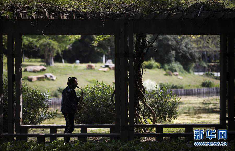 武汉又闻悠扬乐曲声