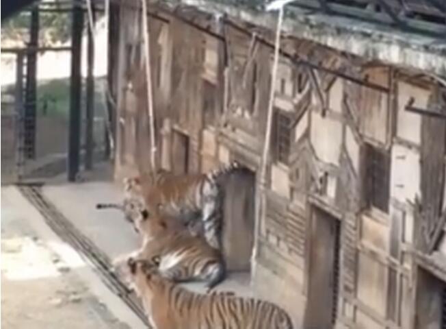 动物园取消钓老虎游戏 知情者称“钓老虎”是该园多年收费项目