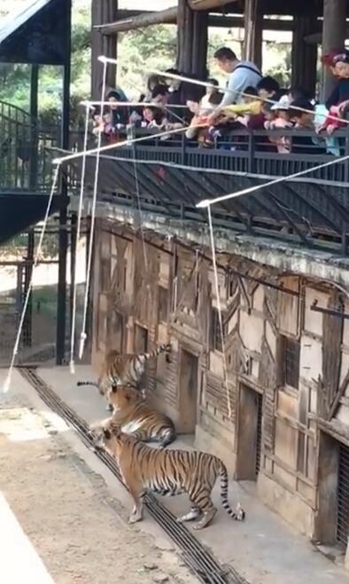 动物园取消钓老虎游戏 知情者称“钓老虎”是该园多年收费项目