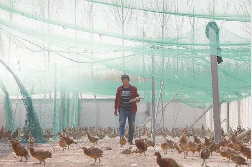 商河有个“彩蛋村”：每年5000万只“彩鸡蛋”满足北上广的舌尖