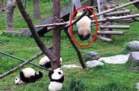 【最新】大熊猫幼仔绳子绕颈窒息死亡是怎么回事?大熊猫幼仔绳子绕颈详情始末曝光