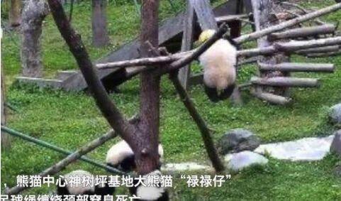 太可恨了!熊猫禄禄仔凌晨直播画面曝光