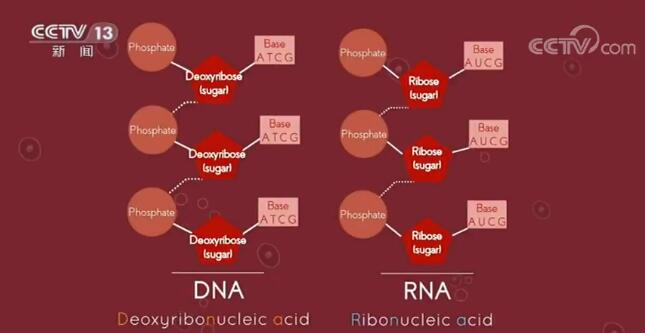 美欧疫情形势依旧严峻 各行各业“大显身手”利用专业技能抗击疫情