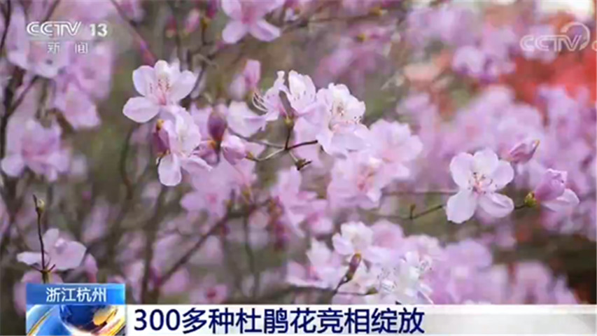 百花争艳的美景！各地不少花儿进入盛花期
