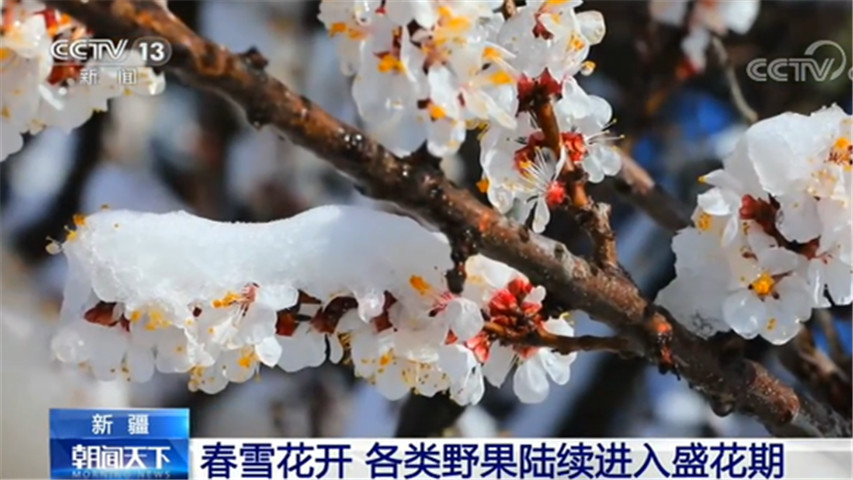 百花争艳的美景！各地不少花儿进入盛花期