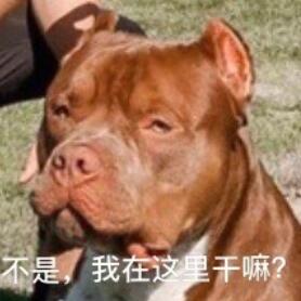 狗子亮了!拉文求婚成功 就是这个美好的图片画风好像不大对…