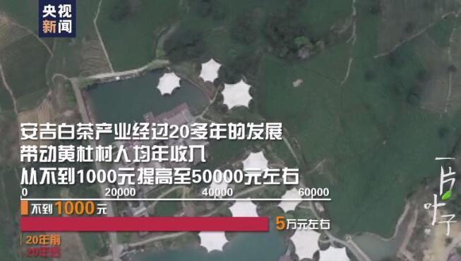 微视频丨一片叶子