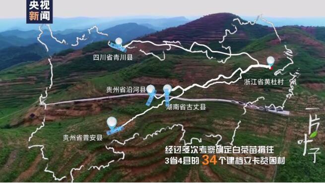 微视频丨一片叶子