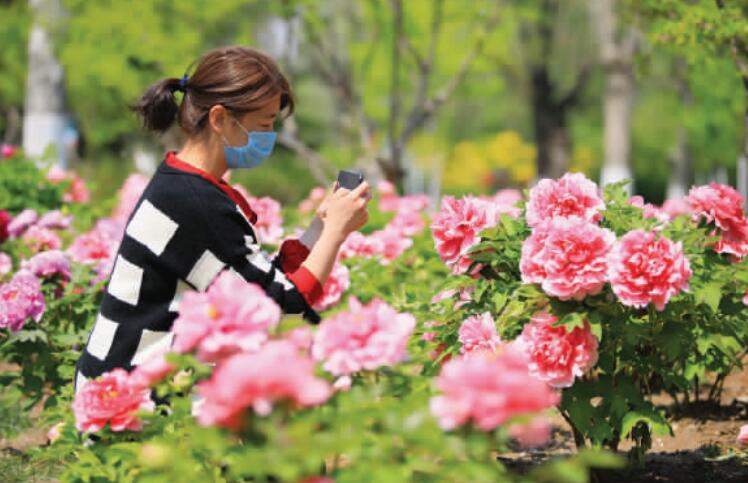 谷雨三朝看牡丹