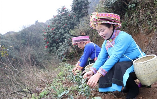 “白叶一号”来了 幸福生活不远了