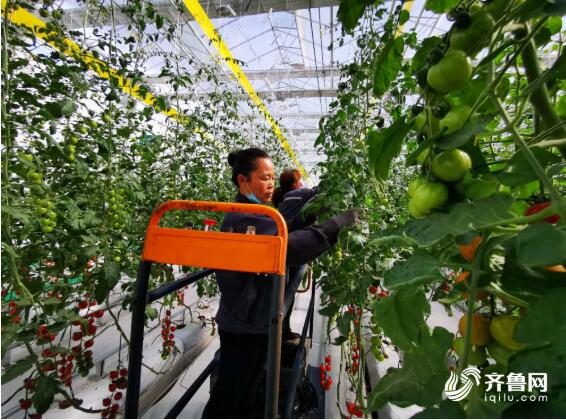 这就是山东丨“黑科技”助“寿光模式”行稳步远
