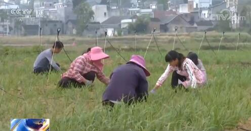 巩固脱贫成果新进展：创新思路发展产业 夯实脱贫基础