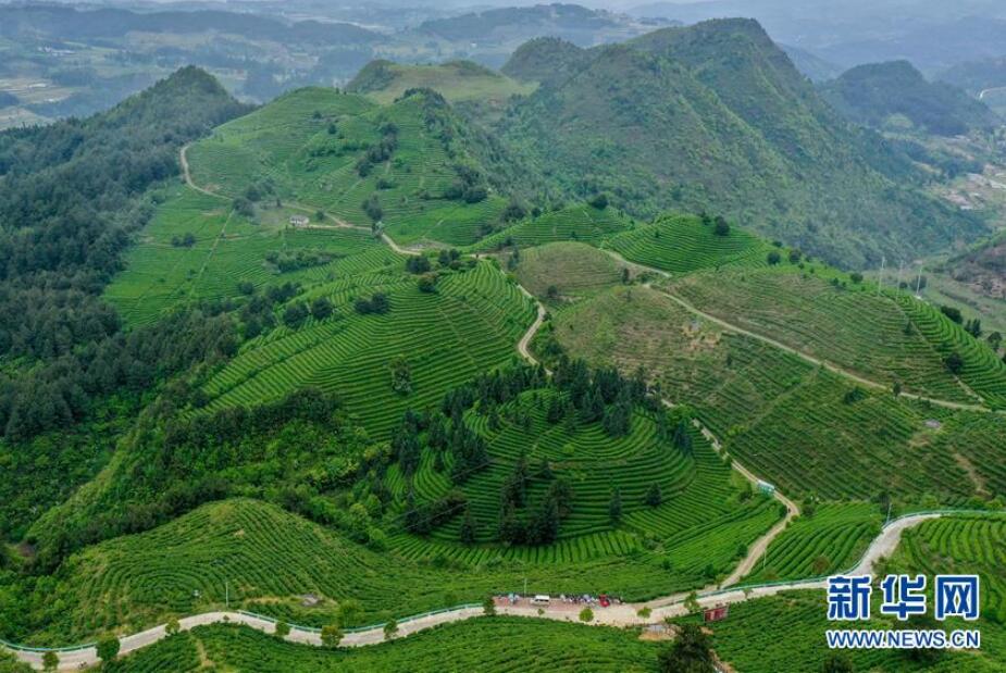 贵州丹寨：“扶贫茶园”采茶忙