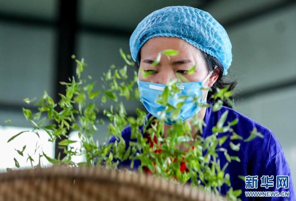 贵州丹寨：“扶贫茶园”采茶忙