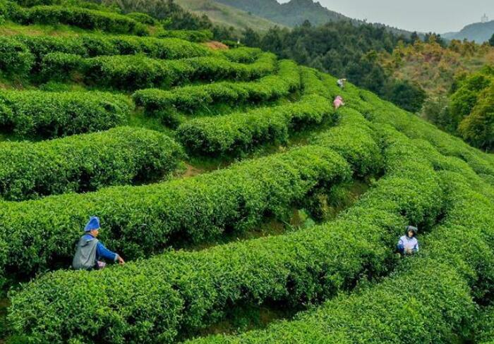 贵州丹寨：“扶贫茶园”采茶忙