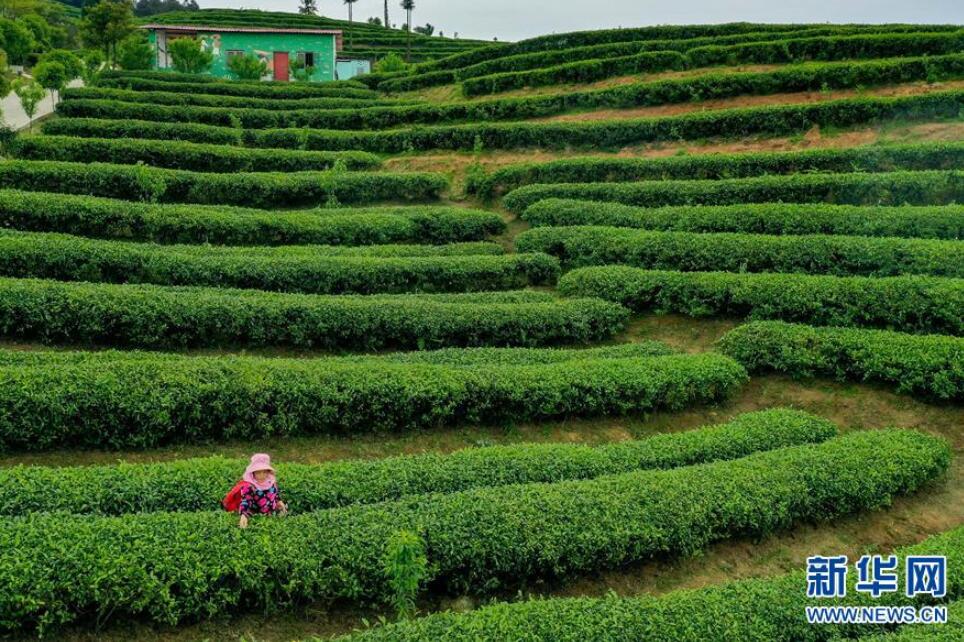 贵州丹寨：“扶贫茶园”采茶忙