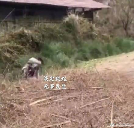 你的烊烊得意从哪来的？胖虎拍的易烊千玺前空翻车祸现场