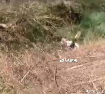 你的烊烊得意从哪来的？胖虎拍的易烊千玺前空翻车祸现场