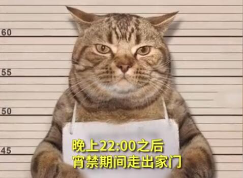 一看就是惯犯!猫咪因违反外出禁令被逮捕 网友:喵主子的表情很社会