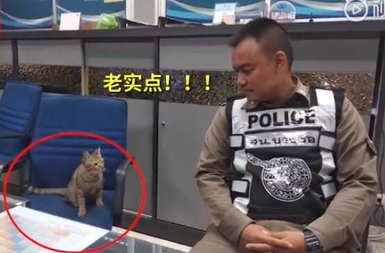 一看就是惯犯!猫咪因违反外出禁令被逮捕 网友:喵主子的表情很社会
