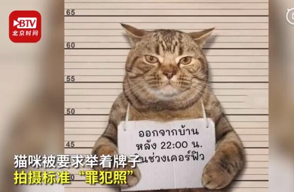 一看就是惯犯!猫咪因违反外出禁令被逮捕 网友:喵主子的表情很社会