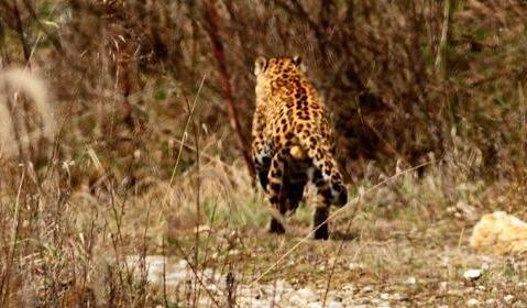 【珍贵】金钱豹现身秦岭高清画面曝光 野外巡护员与亚成体成功亲密接触