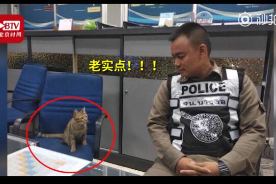 【社会猫】猫咪因违反外出禁令被逮捕 猫主子:我有点不服!
