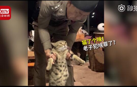 【社会猫】猫咪因违反外出禁令被逮捕 猫主子:我有点不服!