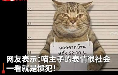 惯犯!猫咪因违反外出禁令被逮捕 社会猫举着牌子拍摄标准”罪犯照“令人啼笑皆非