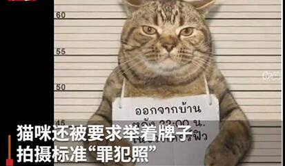 惯犯!猫咪因违反外出禁令被逮捕 社会猫举着牌子拍摄标准”罪犯照“令人啼笑皆非