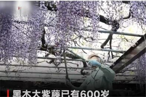 【惋惜】600岁巨型紫藤花被全部剪掉！为何被剪掉？竟然是因为这个！