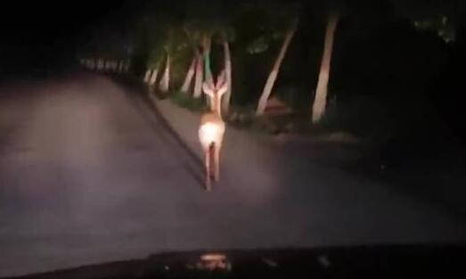 白鹿原上发现小鹿是怎么回事?什么情况?终于真相了原来是这样!