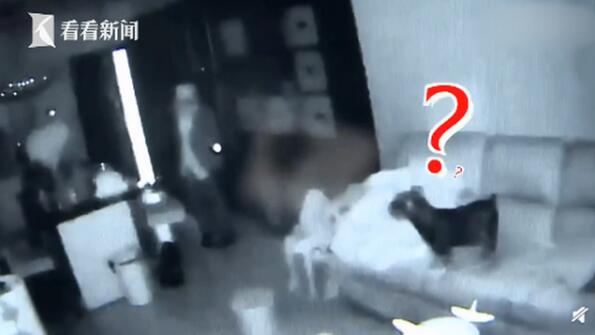 【围观】要你们何用?入室盗窃宠物狗全程安静围观 汪:我就问你害怕不?