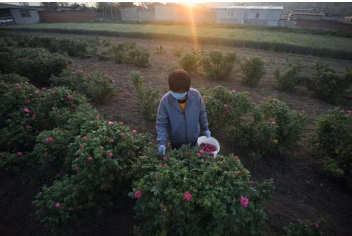 母亲节,平阴玫瑰5折抢,重瓣红玫瑰花茶7.9元包邮到家