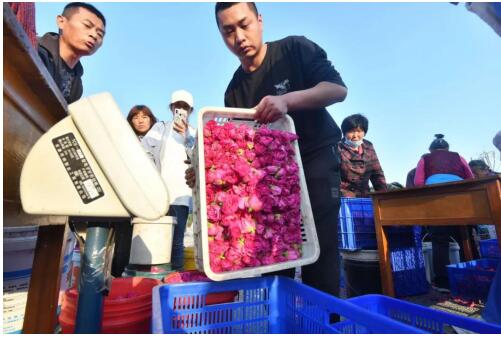 母亲节,平阴玫瑰5折抢,重瓣红玫瑰花茶7.9元包邮到家