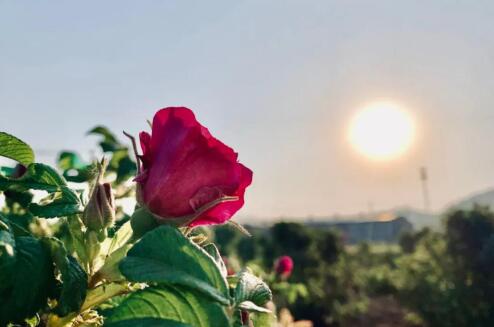 母亲节,平阴玫瑰5折抢,重瓣红玫瑰花茶7.9元包邮到家