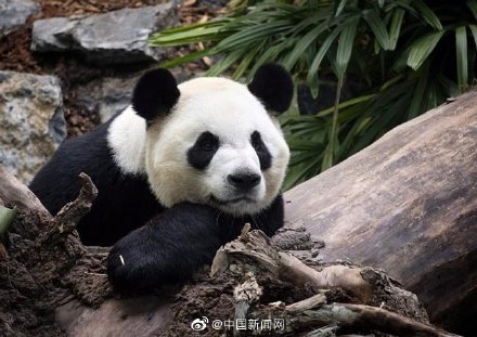 旅加大熊猫吃不到鲜竹将提前归国 网友调侃：不要挑食