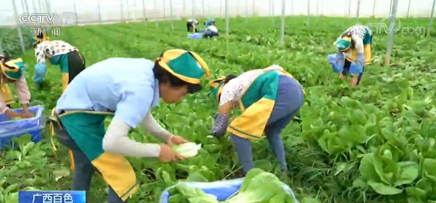 广西百色：发展蔬菜产业 “菜篮子”成百姓致富“钱袋子”