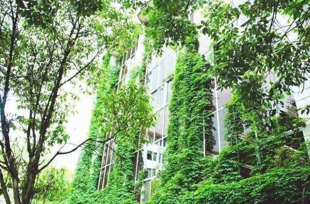 【生命力】贵阳高校爬山虎占领9层图书馆 9层高的绿色爬山虎美翻了......